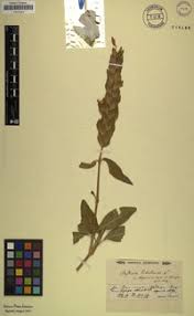 Image result for Ecbolium clarkei