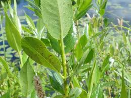 Image result for Dovyalis lucida