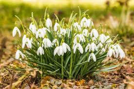 It is often called 'the light bulb' flower because of its shape until it fully blooms. Snowdrop Season Ahern Nurseries Limerick