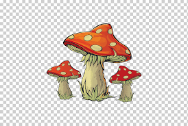 envenenamiento por hongos amanita muscaria hongos comestibles hongos seta de dibujos animados dibujos animados reino libre png klipartz envenenamiento por hongos amanita