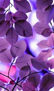 Advertisement platforms categories 1.2.0.4 user rating4 1/3 lively wallpaper is a windows application designed to turn gifs, games,. Best Mobile Wallpaper Download Nature Iphone Wallpaper Beautiful Wallpapers Purple Wallpaper