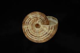 Image result for Xerophyta kirkii