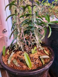 Image result for Kalanchoe daigremontiana
