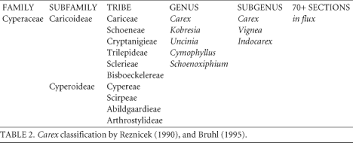 Image result for Schoenoxiphium