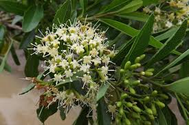Image result for Nuxia oppositifolia