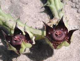 Image result for Duvalia polita