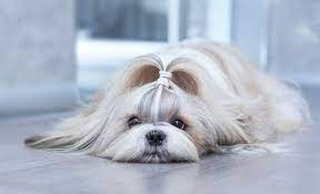 shih tzu barks at every noise pet lovers manual shih tzu dog dog breeds shih tzu