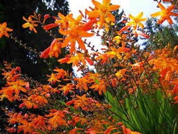 Image result for Tritonia