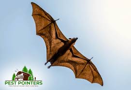 Once the bats have left on their own accord, the hole closure is most easily accomplished using chalking, screening or other repairs discussed above. 8 Ways That Bats Got Into Your House And How To Get Them Out Pest Pointers Tips For At Home Pest Control