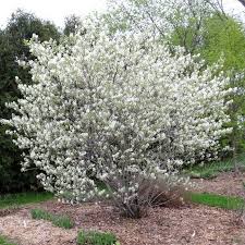 Image result for Amelanchier alnifolia