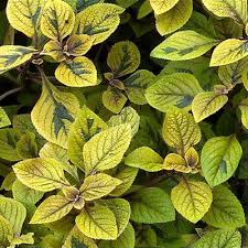 Image result for Plectranthus guruensis