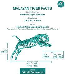 The national animal of malaysia is the malayan tiger. Malaysia S National Symbol No More The Asean Post