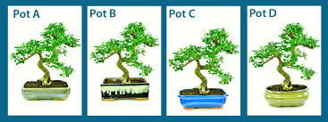 The winter dormant season when the plant is not growing is the best time to aggressively trim or prune a bonsai. Re Potting My Chinese Elm Indoor Bonsai Tree