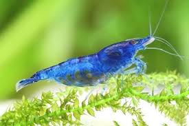 Pin On Freshwater Aquarium Shrimps