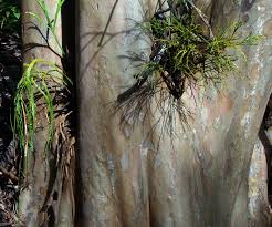 Image result for Psilotum