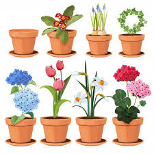 Pot De Fleurs Les Plantes Colorees Deco Premium Vector Freepik Vector Fleur En 2020 Pot De Fleurs Fleur De Geranium Dessin Jardin