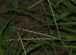 Image result for Digitaria diagonalis
