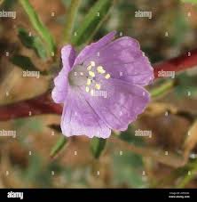 Image result for Monsonia angustifolia