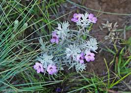 Image result for Sopubia angolensis