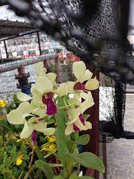This is the source of the official orchid.software website for github pages. Orchids On The Roof In China Orchids Plants Favorite Places