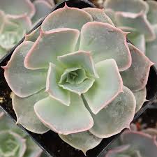 Image result for Crassula schimperi