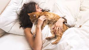 Promarkt katze will im bett bleiben. Darum Schleicht Sich Deine Katze Abend Fur Abend In Dein Bett