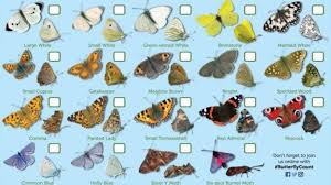 Sir David Attenborough Backs Worlds Biggest Butterfly Count