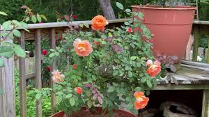 It is as if the rose is enjoying the sun. Rose Lady Emma Hamilton 2nd Year Bush Shot Youtube