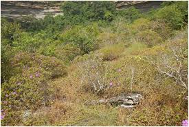 Image result for Rhytachne