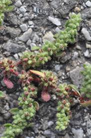 Image result for Fuirena hirsuta