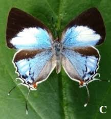 Image result for Agelanthus zizyphifolius