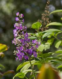 Image result for Vitex thyrsiflora