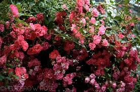 Why my rose flowers are burnt , black, and producing small blooms. Types Of Roses
