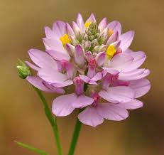 Image result for Polygala marensis