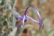 Image result for Tricliceras lanceolatum