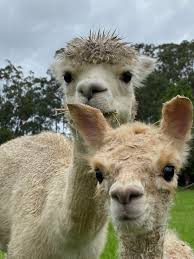 We did not find results for: Alpaca Sales Little Valley Farm