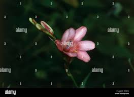 Image result for Tritonia moggii