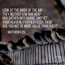 Look At The Birds Of The Air Verse Pin On Edifying Bible Verses