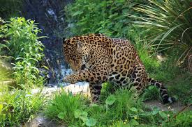 Includes, fixtures, results, squads, team news and stadium ticket info. Jaguares Stock De Foto Gratis Public Domain Pictures