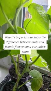 Image result for male flowers cucumber