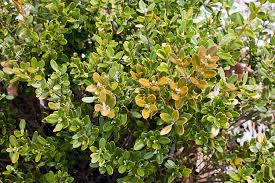 The american boxwood is considered a low maintenance plant. Russian Boxwood Buxus Russian North American Insects Spiders