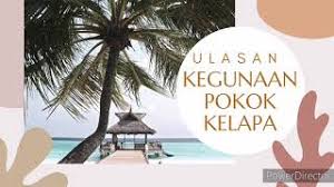 Gambar cangkang kelapa sawit cangkang kelapa sawit memiliki banyak kegunaan serta manfaat bagi industri, usaha, rumah tangga dan lain lainya. Bahasa Melayu Ulasan Upsr Kegunaan Pokok Kelapa Youtube
