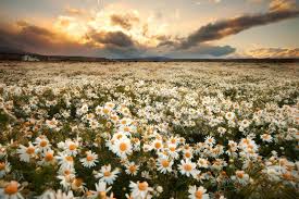daisies2