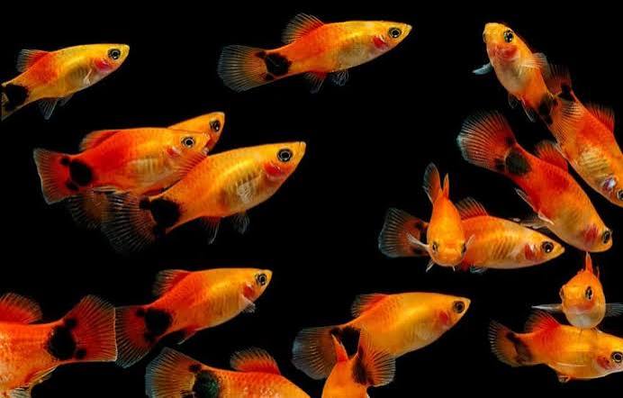 Molly Animal Facts - Poecilia sphenops - A-Z Animals
