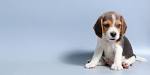 Your Beagle Puppy - Everything You Need To Know