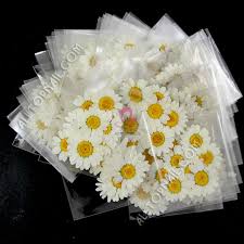 Check spelling or type a new query. Chrysanthemum Paludosum 300packs 1800pcs Pressed Flower Dried Flowers Dried Flowers Pressed Flowerspressed Dried Flowers Aliexpress