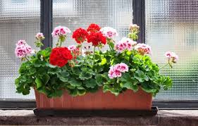 Image result for foto muškáty