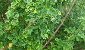 Image result for Leonotis ocymifolia