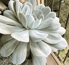 Estoy encantado de haberla conocido. Echeveria Encantada Care Guide With Pictures Succulents Network