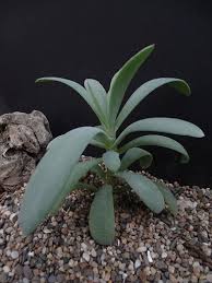 Image result for Kleinia sp.no.1